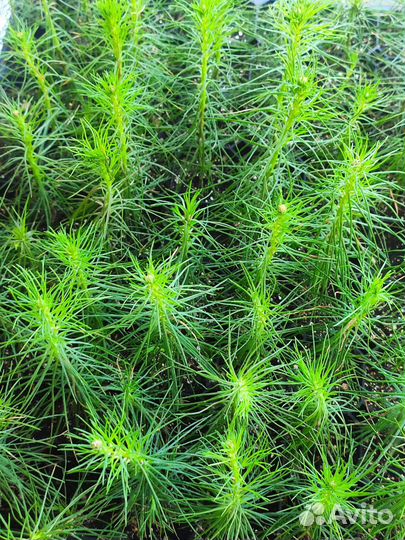 Сеянцы сосны и ели зкс