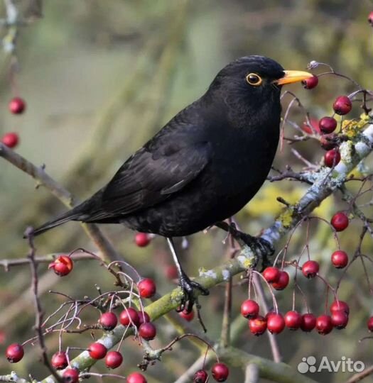 Певчие лесные птицы
