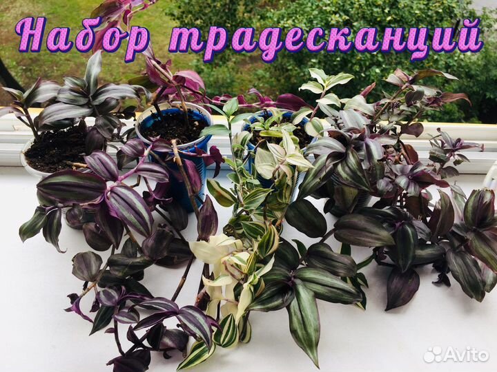 Традесканции И каллизии