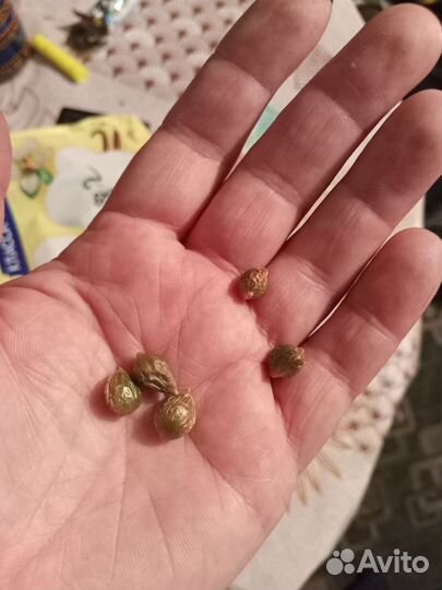 Детки индийского лука лекарственное растение