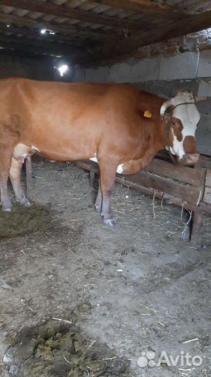 Корова дойная