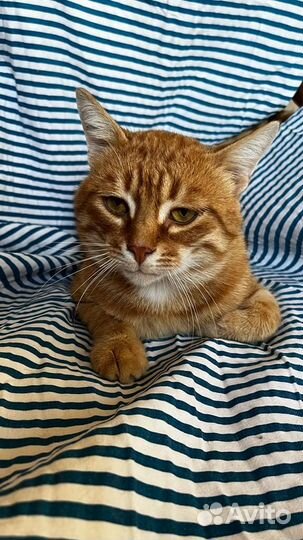 Кот молодой