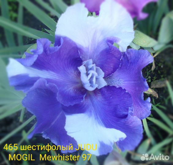 Ирисы шестифолые