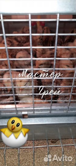 Цыплята мастер Грей