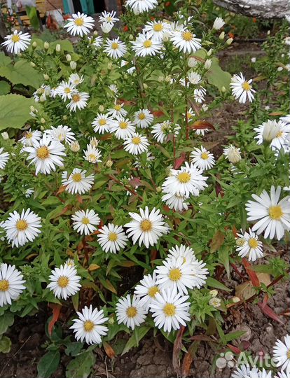 Сентябринки