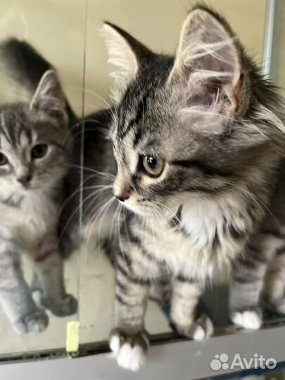 Спасите Катрин