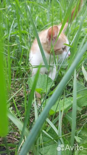 Кот (примерно 4-5 месяцев)