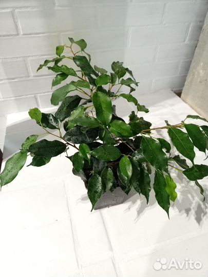 Фикус бенджамина разные сорта