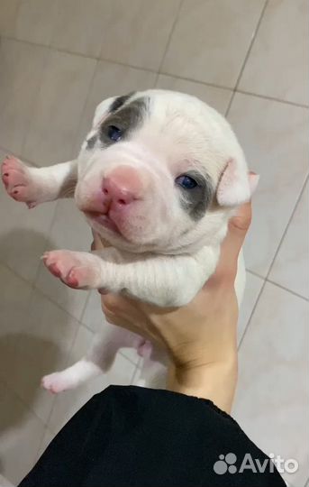 Щенки питбуля