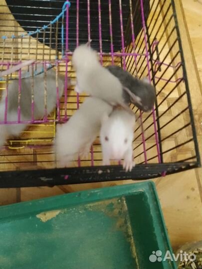 Крыса альбинос