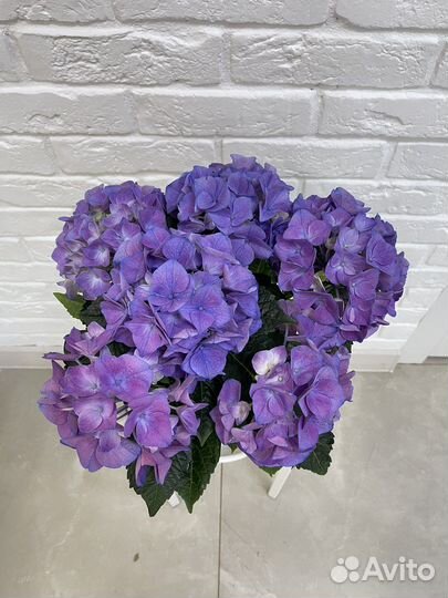 Гортензии комнатные