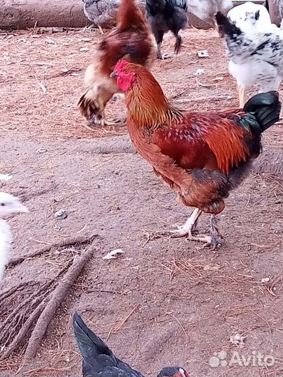 Куры петухи