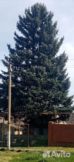 Голубая ель