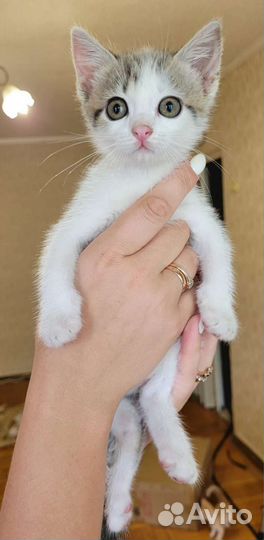 Котята ищут дом