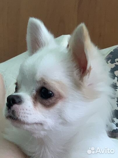 Вязка чихуахуа мальчик