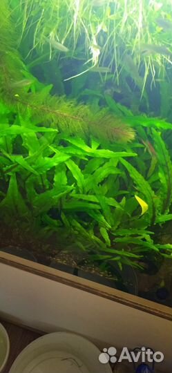 18.11.24 Растения для аквариума