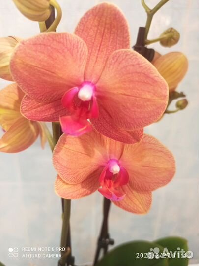 Орхидея фаленопсис Сурф Сонг 2 цветоноса