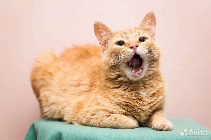 Кот кошка котенок котята рыжый в добрые руки