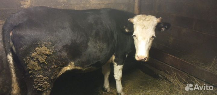 Бык и телка