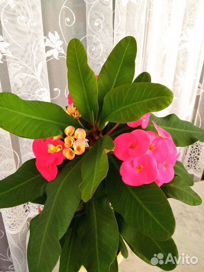 Молочай Миля