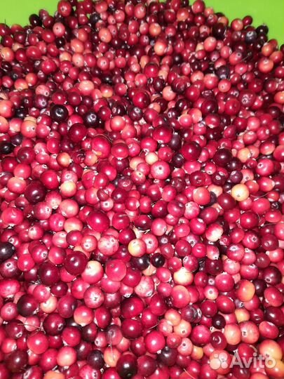 Клюква свежая