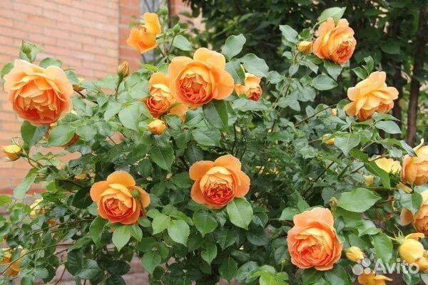 Роза Пэт Остин (куст)