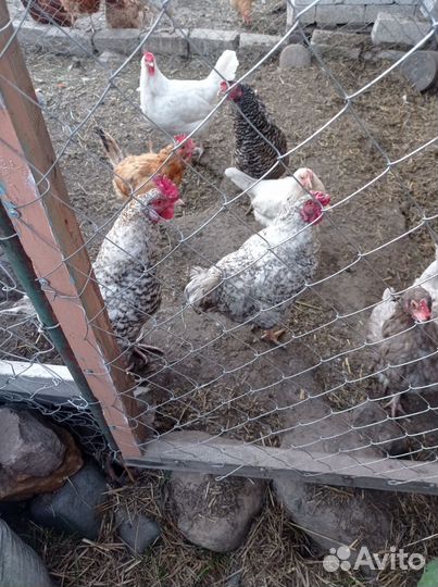 Продам молодых петухов