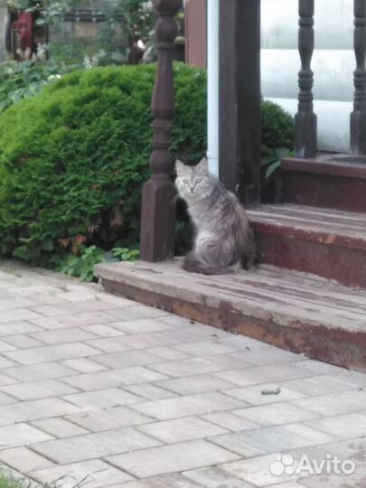 Кошка и котята в добрые руки. Бесплатно