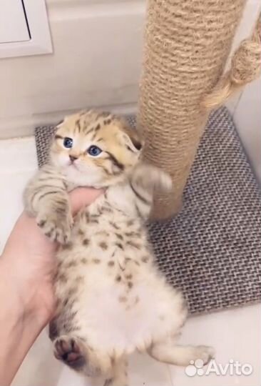 Шотландская