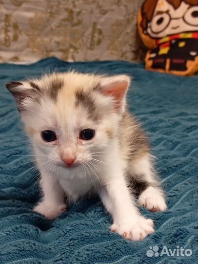 Котятки в добрые руки