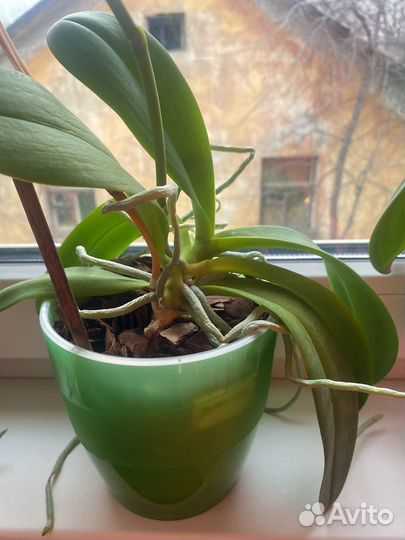 Орхидея фаленопсис Дикий кот