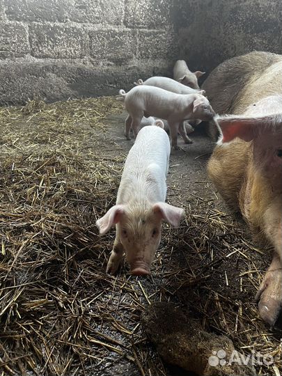 Поросенок ландрас