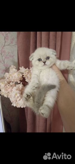 Шотландская