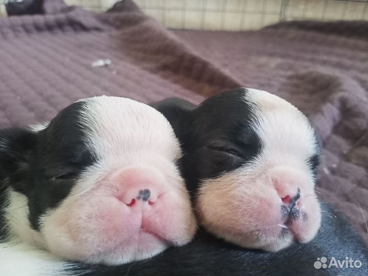 Бостон терьер