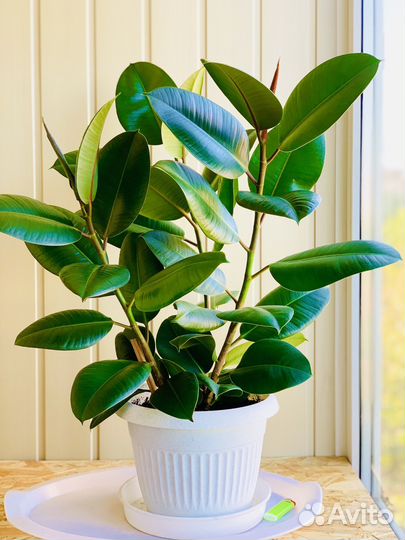 Фикус Эластика Робуста, Мелани