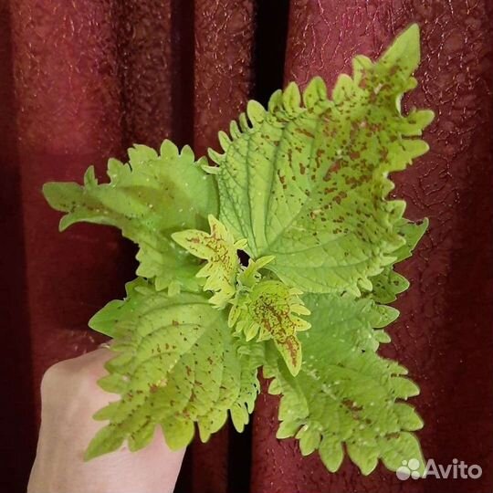 Колеусы вегетативные