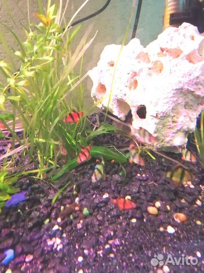 Для аквариумистов