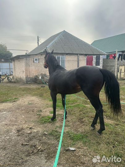 Английский жеребец