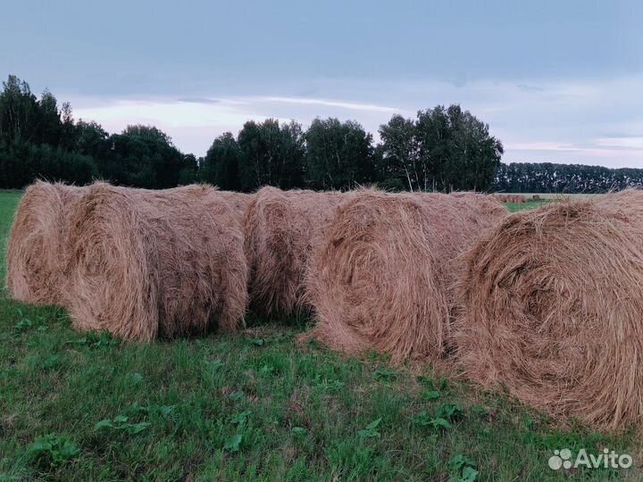 Сено в рулонах