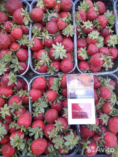 Рассада ремонтантной клубники