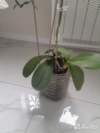 Орхидея фаленопсис