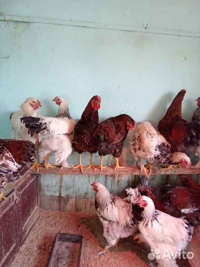 Молодые петухи 6 мес. Породистые
