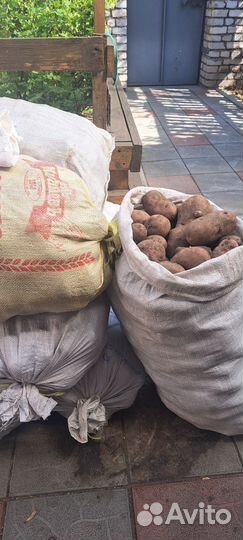 Продам картофель домашний