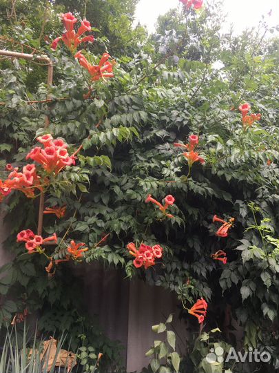 Лиана Кампсис