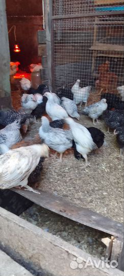 Молодки доминанты 2,5 м