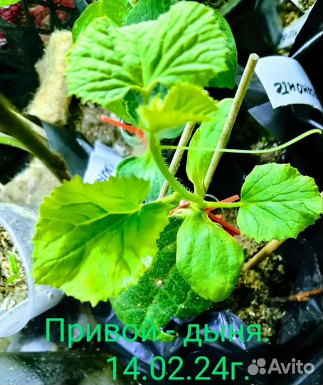 Рассада, арбуза и дыни подвои, семена овощей