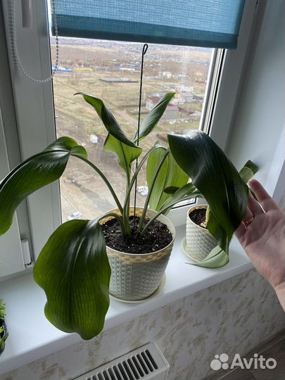 Комнатные растения