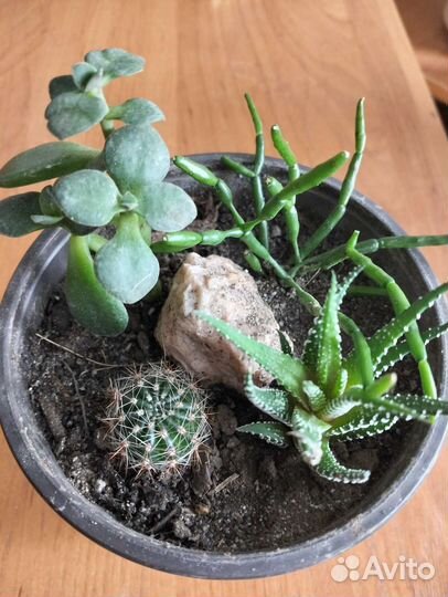 Суккуленты