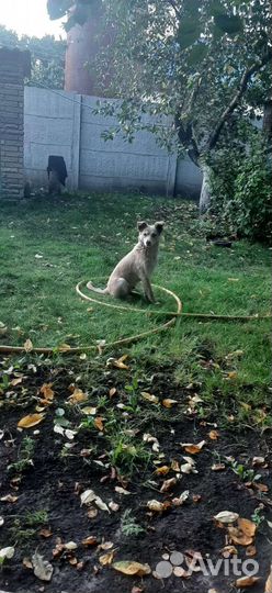 Собачка в добрые руки