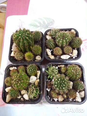 Кактусы, золотой ус и толстянка (денежное дерево)